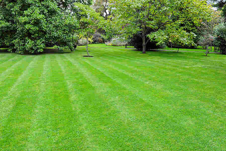 Ankara Rulo Çim: Bahçenize Bir Günde Gelen Doğal Güzellik